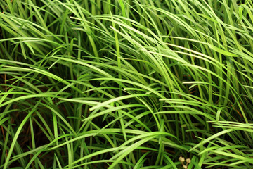 Fototapeta na wymiar Fresh spring green grass texture