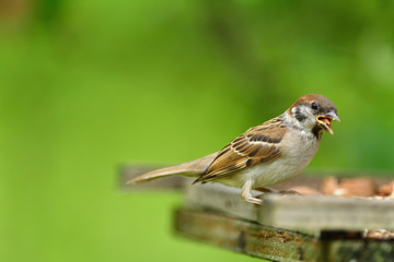 Bird tree sparrow eating sunflower grain  and seeds on fodder rack in summer 