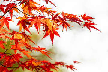 紅葉/秋のイメージ