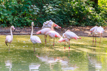Greater flamingo (Phoenicopterus roseus) is the most widespread species of the flamingo family