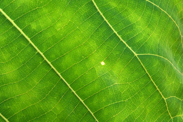 Obraz na płótnie Canvas Close Up Of Green Leaf Texture