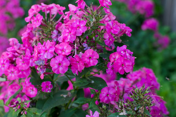 Phlox, beautiful pink flowers outdoor