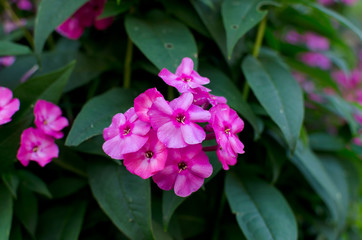 Phlox, beautiful pink flowers outdoor