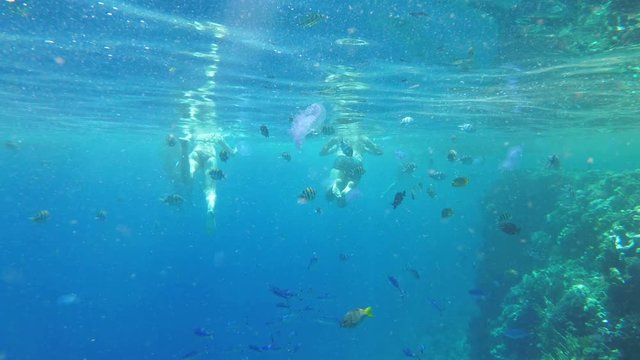 Underwater view of People Swimming with a Mask in Red Sea and Looking Colorful Fish and Jellyfish.