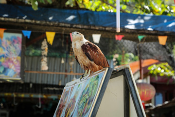 A sea eagle sitting on a restaurant sign at Laemtong beach, Koh Phi Phi.