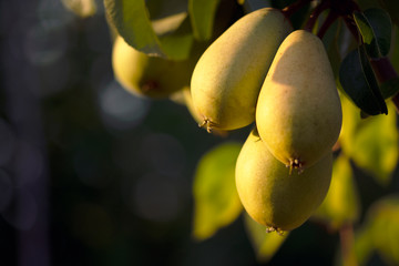Yellow pears on tree, ripe pears on sunlight