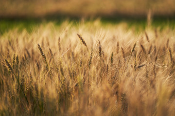 Russian field sown with wheat on a sunny day