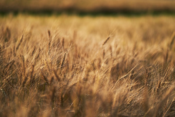 Russian field sown with wheat on a sunny day