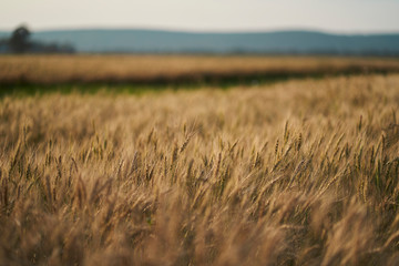 Russian field sown with wheat on a sunny day