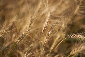 Fototapeta premium Russian field sown with wheat on a sunny day