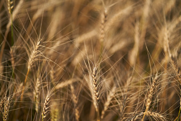 Russian field sown with wheat on a sunny day