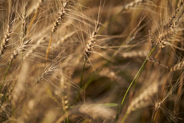 Fototapeta premium Russian field sown with wheat on a sunny day