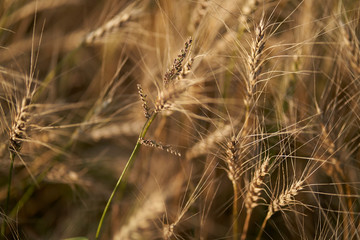 Russian field sown with wheat on a sunny day