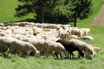 Obraz na płótnie Canvas white sheep graze on the mountain meadow