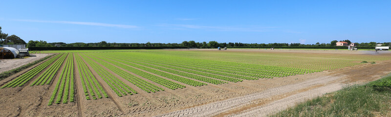 wide cultivated field of green lettuce