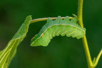 Tau Emperor - Aglia tau, beautiful moth from European forests and woodlands with tau letter on the wings, Czech Republic.