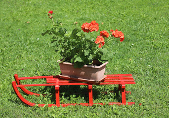 red sled with vase of geraniums on the meadow