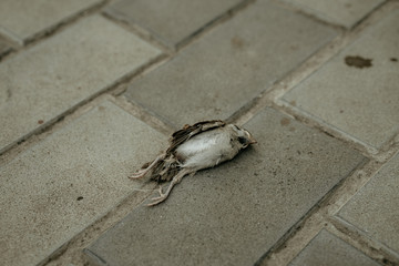 a dead sparrow lies on a tile, his intestines gut fell out
