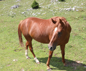 Naklejka na ściany i meble wonderful horse in the meadow