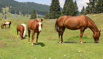 family of horses in mountain