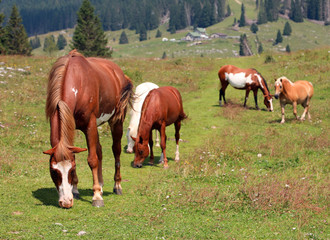 Obraz na płótnie Canvas group of free wild horses