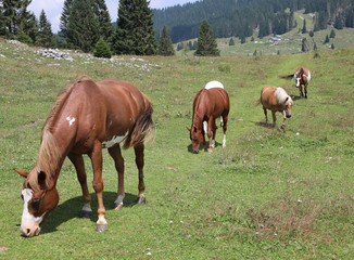 mountain landscape and many horses