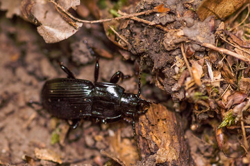 glossy black beetle in forest