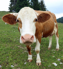 Naklejka na ściany i meble big muzzle of a brown and white cow by fisheye lens