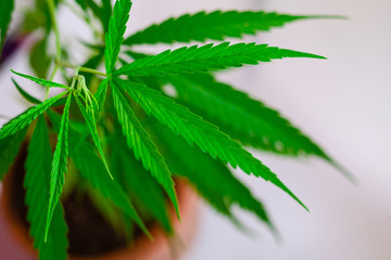 Green medicinal plant cannabis leaf
