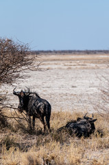 Two Blue Wildebeest -Connochaetes taurinus- also known as Gnus, hanging out on the edge of the salt pans of Etosha National Park, Namibia.