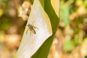Wasp on the green leaf in nature.Insect
