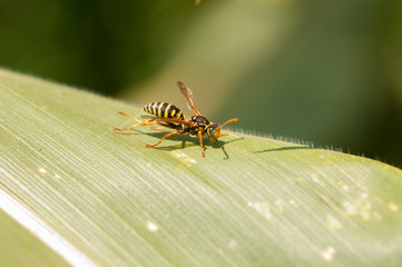 Wasp on the green leaf in nature.Insect