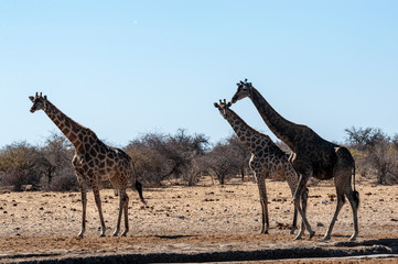 Tree Angolan Giraffes - Giraffa giraffa angolensis standing near a waterhole in Etosha national park, Namibia.