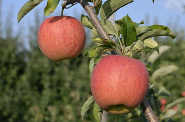 jabłek, sad, drzew, sady , zieleń,jabłka , lato , Sandomierskie sady , Jabłko Sandomierskie