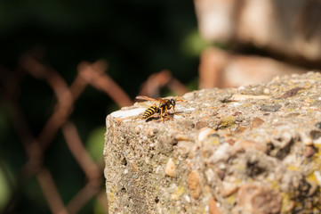 Wasp on the green leaf in nature.Insect