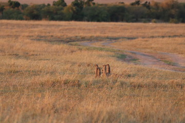 Banded mongoose family standing up, Masai Mara National Park, Kenya.