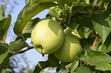 jabłek, sad, drzew, sady , zieleń,jabłka , lato , Sandomierskie sady , Jabłko Sandomierskie