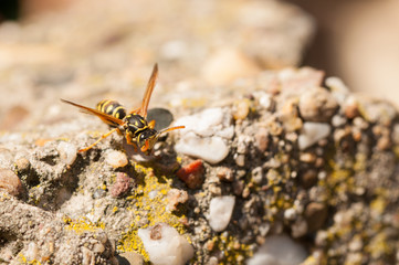Wasp on the green leaf in nature.Insect