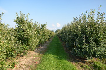Fototapeta na wymiar jabłek, sad, drzew, sady , zieleń,jabłka , lato , Sandomierskie sady , Jabłko Sandomierskie