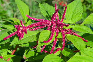 Medicinal and food plant with purple flowers and green leaves Spiny amaranth, spiny pig weed,...