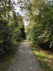 path in the forest