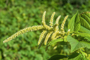 Medicinal and food plant with green flowers and green leaves Spiny amaranth, spiny pig weed, (Amaranthus Spinosus)