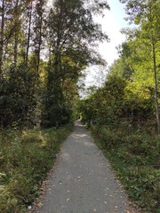 road in the forest