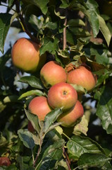 ,jabłek, sad, drzew, sady , zieleń,jabłka , lato , Sandomierskie sady , Jabłko Sandomierskie