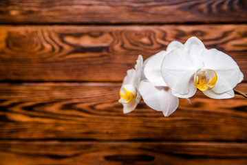 A branch of yellow orchids on a brown wooden background