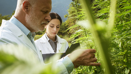 Researchers checking hemp plants in the field