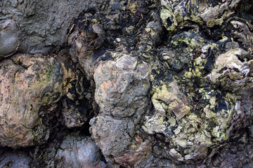Beech's roots - bark 