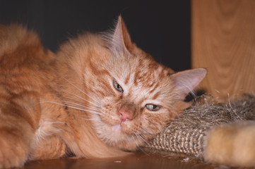Complacent ginger cat lying on a floor with a sleepy face.