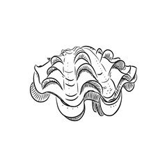 tridacna squamosa, bivalves are a large class of molluscs, also known as pelecypods. Sketch black contour isolated on white background. Vector © EkaterinaP