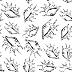 Lambis, common name the spider conch, is a species of large sea snail, a marine gastropod mollusk in the family Strombidae, the true conchs. Sketch black contour isolated on white background. Vector